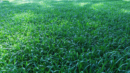 Green grass background. Fresh natural green grass with sunlight growing on a lawn or meadow as...