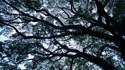 Silhouette tree. Black branches and green leaves of a large ancient tree with sunlight shining through it on a sky background with copy space with selective focus.