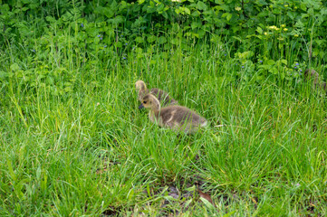 Goslings in the green grass