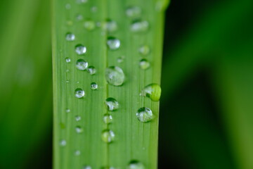 raindrops resemble dew on the surface of a green leaf. clear water above the leaves. macro photography.