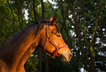 Portrety koni na letnim pastwisku © kubikactive