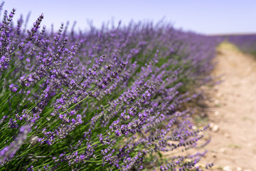 Close-up of lavender flowers blooming in fragrant lavender fields, Bushes of lavender purple aromatic flowers on lavender fields