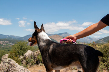 Child's hand while brushing a dog with mountains in the background in a clear sky