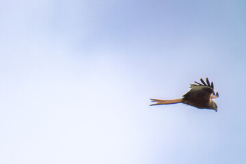 Obraz premium flying red kite, milvus milvus, on the cloudy sky at a spring morning is looking for food