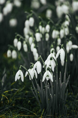 Closeup shot of snowdrops in a green field