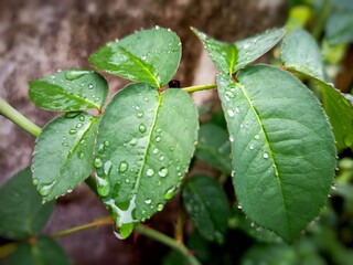 Dewdrops on the leaves, raindrops on the surface of the rose leaves