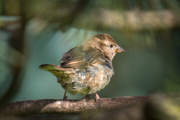 a young sparrow perched on a swiss stone pine in the sunrise at a summer morning