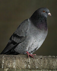 Closeup shot of a pigeon perched on urban concrete against dark backdrop