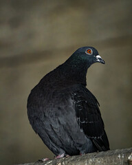 Closeup shot of a pigeon perched on urban concrete against dark backdrop