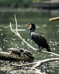 Great cormorant perched on a tree branch near the body of water