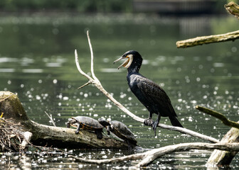 Great cormorant perched on a tree branch near the body of water
