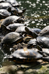 Group of painted turtles basking on a log near the water