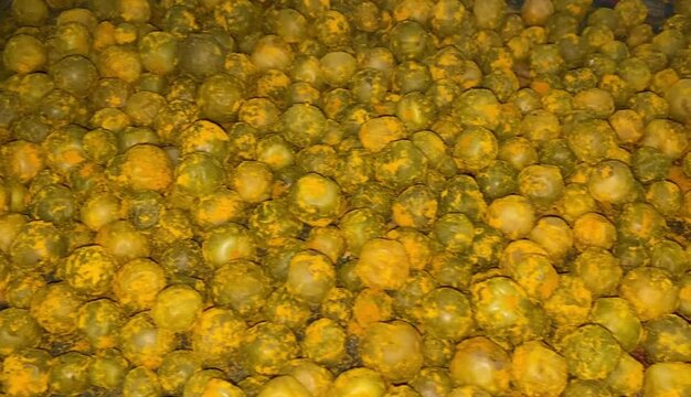 Cordia myxa pickle close up. It is also called as lasoora achaar. Traditional food of india and pakistan.