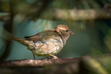 a young sparrow perched on a swiss stone pine in the sunrise at a summer morning