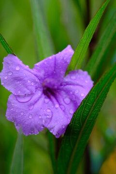 Purple flowers in a tropical garden that is wet with rain. Ruella Simplex is the Latin name for Britton's wild petunia flower. macro photography.