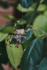 Araña reposando encima de una hoja.