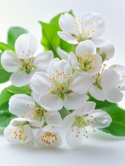 Obraz premium Beautiful white apple blossoms with green leaves, perfect for spring and nature-themed projects. Crisp, vibrant, and delicate in appearance.