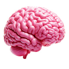 Pink Human Brain: Symbolizing Support for Cancer Day and Raising Awareness for Brain Health and Cancer Prevention cut out transparent isolated on white background PNG file