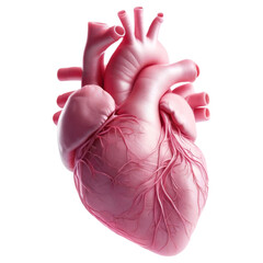 Human Heart Symbolizing Support for Lady Cancer Day and Raising Awareness for Women's Cancer Health cut out transparent isolated on white background PNG file