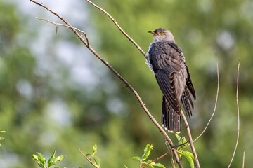 Closeup of a Common Cuckoo perched on a tree branch