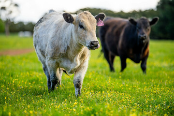 beautiful speckle park bull in a field in australia in springtime on green grass
