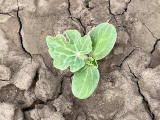 watermelon sprout growing on a bed in a vegetable garden