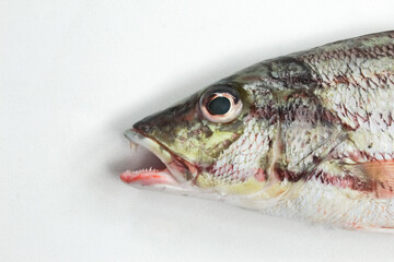 close up of fish head on white background