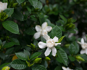 くちなし　甘い香りの真っ白い美しい花　花言葉は、喜びを運ぶです。