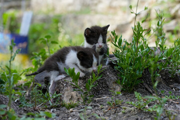 Small newborn cats kittens playing outdoor in the forest in grass
