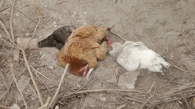 Three chickens taking dust baths in the yard. Poultry farming in agriculture. A group of free-range domestic broiler chickens preening their feathers.
