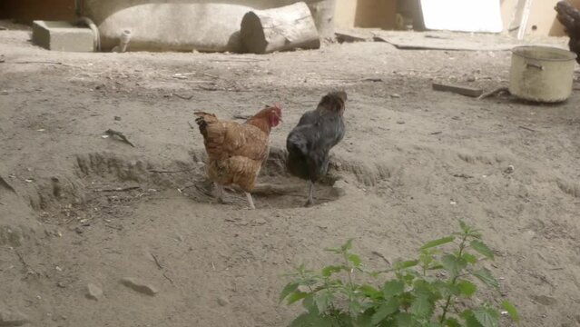 One hen chases another out of a hollow in the ground to take a dust bath. Competition for a sunbathing spot among poultry. Keeping and raising broiler chickens in agriculture.