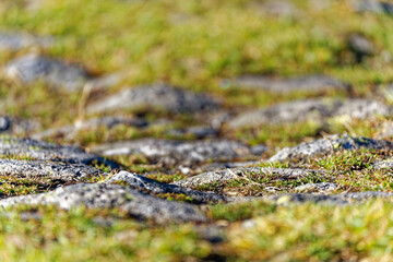 Close-up of hiking trail with stones and grass at Swiss mountain pass Gotthard on a sunny late summer day. Photo taken September 10th, 2023, Gotthard, Switzerland.
