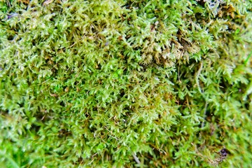  Forest green moss close up as natural background.                              