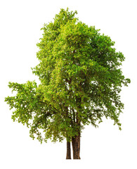 Fototapeta premium Lush Green Tree Isolated