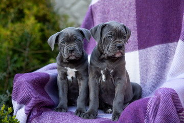 Two cute gray Cane Corso puppy on a checkered purple blanket