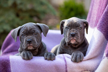 Obraz premium Two cute gray Cane Corso puppy on a checkered purple blanket
