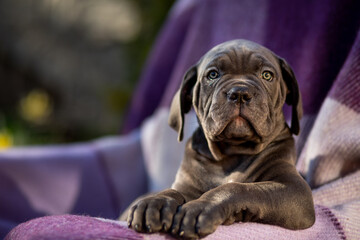 Cute gray Cane Corso puppy on a checkered purple blanket