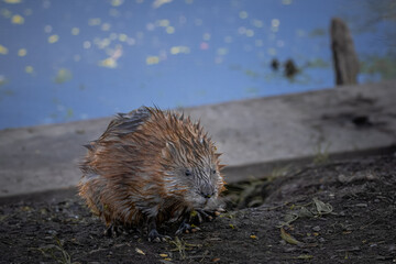 A muskrat stands on the ground near the water and looks toward the camera lens. Close-up muskrat with brown wet fur on the ground.