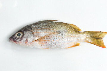 a raw sea fish isolated on a white background