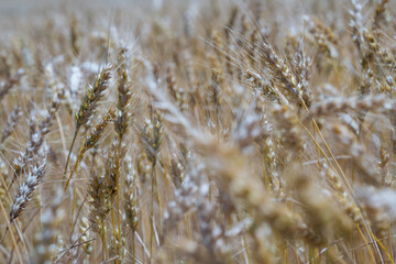 Fototapeta premium Detailed close-up of wheat stalks in a field, showcasing the grains ready for harvest. The soft focus adds a dreamy effect to the scene.