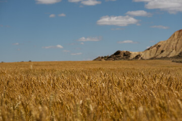 A vast wheat field extends towards distant hills under a clear blue sky, capturing the essence of rural agriculture and natural beauty.