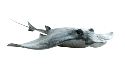 A majestic blue manta ray glides gracefully underwater, showcasing its elegant wings and streamlined body, isolated on transparent background