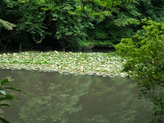 池に浮かぶスイレン