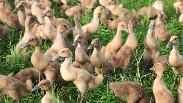 a group of baby ducks of the species Anas platyrhynchos domesticus on the green grass of a grazing area