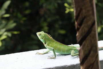 Fototapeta premium Closeup head of green iguana, Green iguana side view on wood, animal closeup