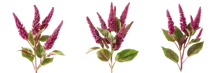 Amaranth. Flower of amaranth isolated on transparent background 