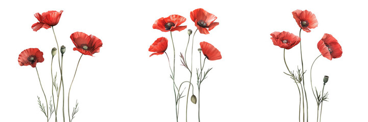 Obraz premium Poppies on white background