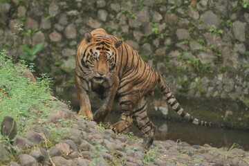 A Bengal tiger was standing on a rock watching the surroundings