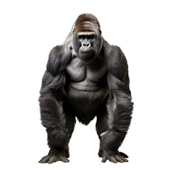 Obraz premium gorilla sitting on isolated.