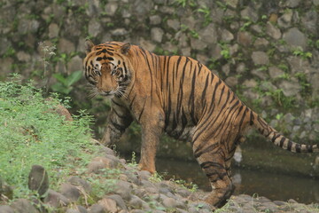 Side view of a Bengal tiger standing on a rock watching the surroundings